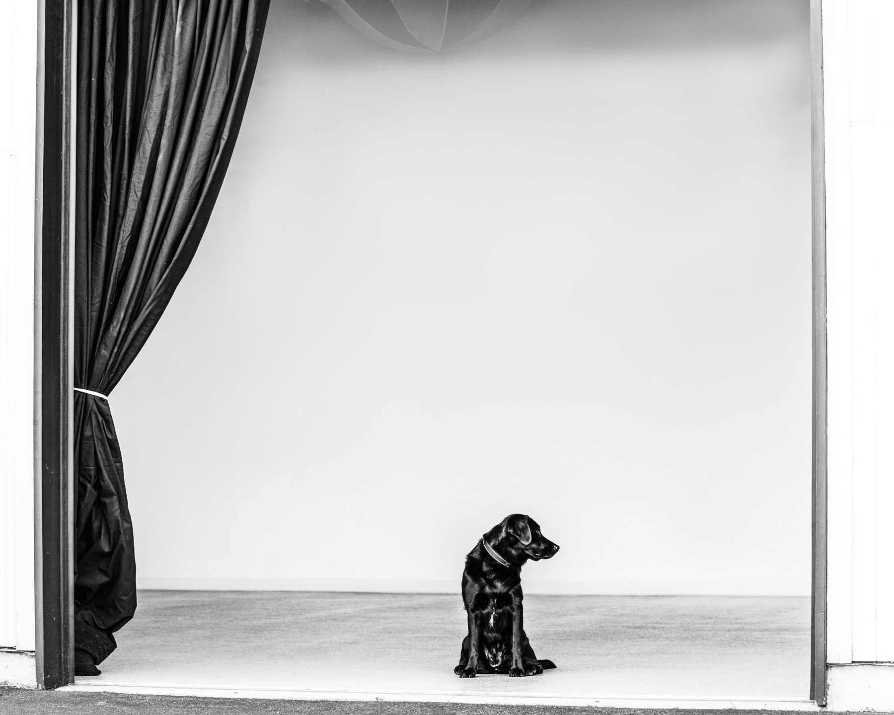 A black dog sits on the studio floor beside a black curtain in an open garage doorway